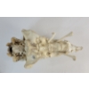 Image 11 : MONSTER - SIGNED - BONE