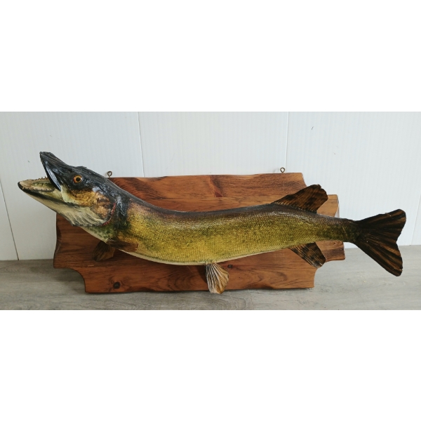 NORTHERN PIKE TAXIDERMY WALL MOUNT