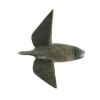 Image 6 : FLYING GOOSE BY UNKNOWN ARTIST - STONE