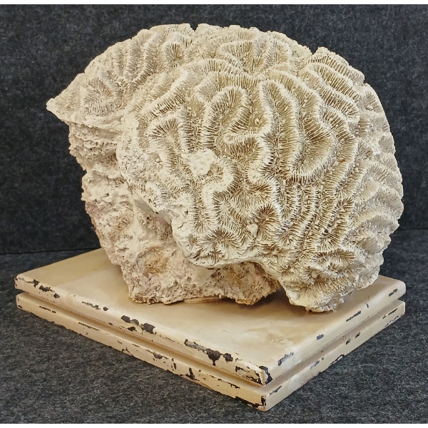 LARGE BRAIN CORAL - FOSSILIZED