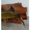 Image 3 : NORTHERN PIKE TAXIDERMY WALL MOUNT