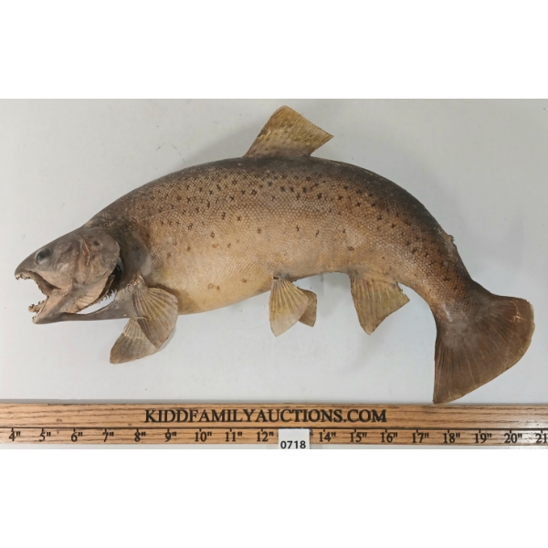 BROWN TROUT TAXIDERMY WALL MOUNT