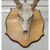 Image 3 : MOUNTED BUCK SKULL