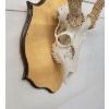 Image 2 : MOUNTED BUCK SKULL
