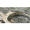 Image 2 : PLATINUM PLATED SIMULATED DIAMOND CHANEL RING