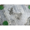 Image 8 : HUNTER - SIGNED - STONE