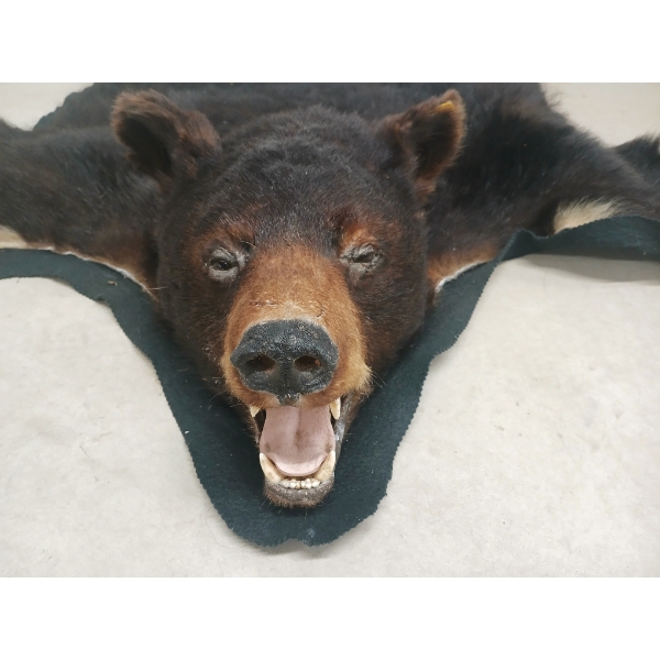 BLACK BEAR SKIN RUG