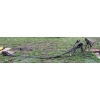 Image 1 : BELT DRIVE BUZZ SAW W / 26 & 29 INCH BLADES