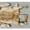 Image 4 : CINAMMON COYOTE FUR PELT