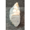 Image 3 : POLAR BEAR SUPRISE BY MAGGIE NAKOOLAK (PRS CDN ARTIST) - ANTLER & STONE