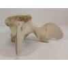 Image 4 : "SHAMAN" BY MAUDIE OHIKTOOK - WHALE BONE