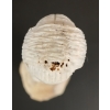 Image 6 : TOTEM BY HENRY NAKOOLAK (PRS CDN ARTIST) - ANTLER & BONE