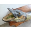 Image 2 : NORTHERN PIKE TAXIDERMY WALL MOUNT