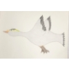 Image 2 : "GOOSE" BY SHEOJUK ETIDLOOIE - PENCIL CRAYON ON PAPER