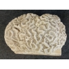 Image 6 : LARGE BRAIN CORAL - FOSSILIZED