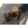 Image 3 : BLACK BEAR SKIN RUG