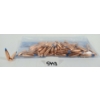 Image 1 : BULLETS: APPROX 57X NOSLER .25 - 100GR - BALLISTIC TIP