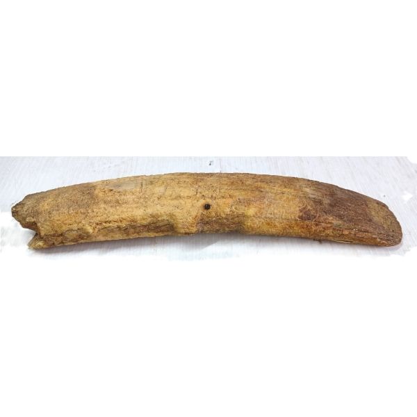 WHALE THORACIC VERTEBRAE