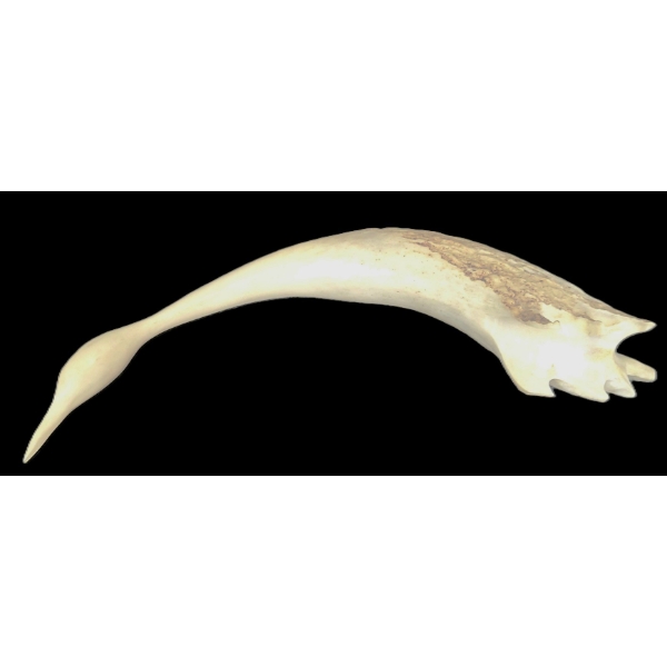 BIRD BY UNKNOWN ARTIST - ANTLER