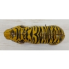 Image 6 : TIN LITHO WIND UP TIGER