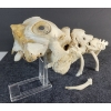 Image 2 : MONSTER - SIGNED - BONE