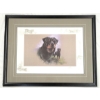 Image 1 : ROTTWEILER STUDY BY SALLY MITCHELL (PRS CDN ARTIST) - FRAMED PRINT 