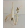 Image 6 : TWO WHALES W/ STAND BY UNKNOWN ARTIST - BONE