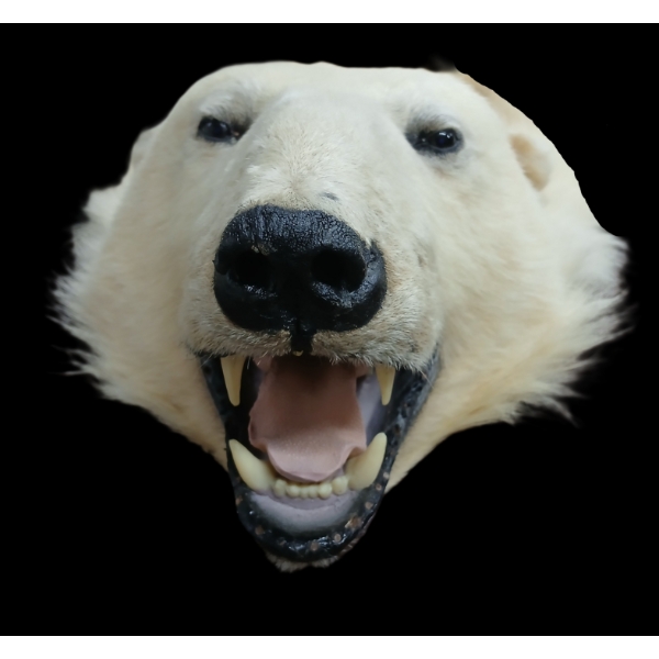 1967 "NANOOK" POLAR BEAR PELT