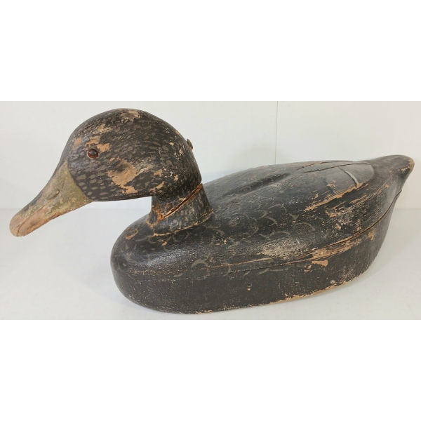 RED EYED DECOY DUCK 