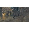 Image 3 : AUTUMN FOREST BY ROSE SCHUL(1922 - 2010) - FRAMED OIL ON CANVAS