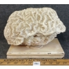 Image 2 : LARGE BRAIN CORAL - FOSSILIZED