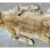 Image 3 : CINAMMON COYOTE FUR PELT