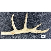 Image 2 : HUNTING SCENE W/ POLAR BEAR BY UNKNOWN ARTIST - ANTLER