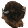 Image 4 : TAXIDERMY BUFFALO MOUNT 