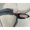 Image 3 : LOT OF 2 - FOLK ART COWS