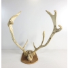 Image 8 : CARVED HANGING ANTLER BY JOHNNY JOANAS