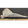 Image 2 : SEA CREATURE - SIGNED - BONE