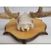 Image 5 : MOUNTED BUCK SKULL