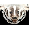 Image 1 : BADGER SKIN RUG