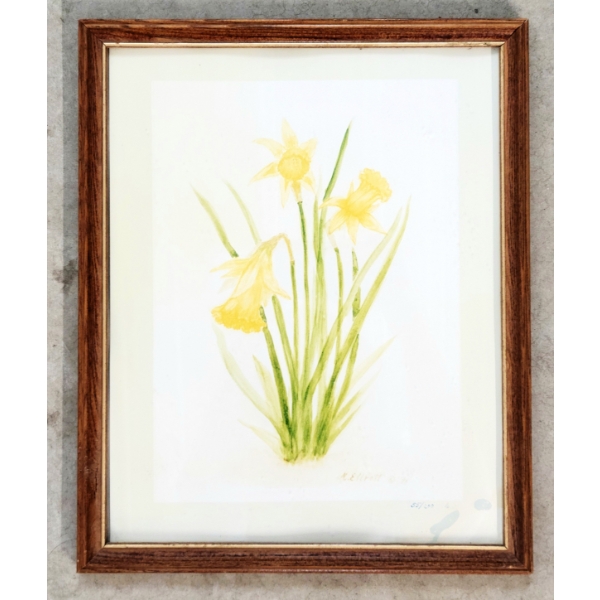 DAFFODILS BY M. ELLIOTT- FRAMED PRINT