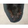 Image 7 : BLACK BEAR SKIN RUG