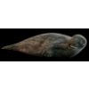 Image 1 : SEAL BY JOSIAH NUILAALIK (1928-2005) - STONE