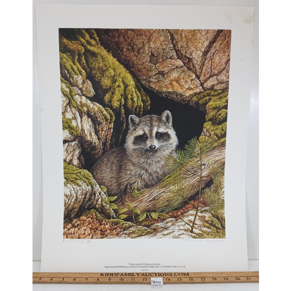 "HIDDEN INNOCENCE - RACCOON" BY CHRISTINE MARSHALL (PRS CDN ARTIST) - LITHO PRINT