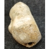 Image 4 : PELVIS - GAME BONE