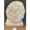 Image 5 : LARGE BRAIN CORAL - FOSSILIZED