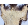 Image 5 : ALASKIAN WOLVERINE - VERY GOOD CONDITION
