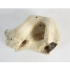 Image 7 : TRANSFORMATION - SIGNED - BONE