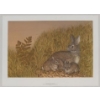 Image 2 : "EARLY MORNING COTTONTAILS" BY CHRISTINE MARSHALL (PRS CDN ARTIST) - PRINT