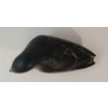 Image 7 : BIRD EATING FISH BY JOANASSIE OOMAYOUALOOK (PRS CDN ARTIST) - STONE
