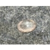 Image 3 : NATURAL LIGHT CHAMPAGNE ZIRCON - OVAL